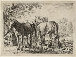 Tre heste på en mark af Pieter van Laer