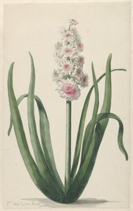 Blomstrende hyacint