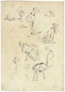 Undersøgelser af hunde