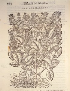 Basilikum (ocymum basilicum), gravering af Pier Andrea Mattioli af Pietro Andrea Mattioli