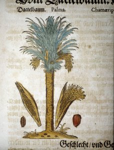 Botanisk tavle: Palme med dadler - I “” herbarium mattioli””.