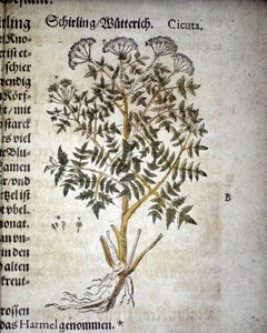 Hemlock - I "Herbarium Mattioli".