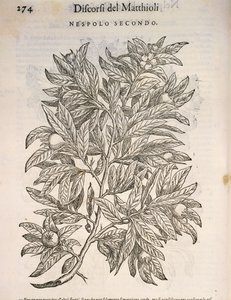 Almindelig mispel (Mespilus germanica), gravering af Pier Andrea Mattioli af Pietro Andrea Mattioli