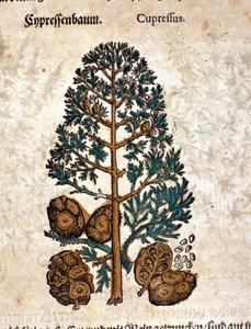 Cyberkegle. Gravering - i "" Kreutterbuch Dess højt lærde og velkendte Mr. D. Petri Andreae Matthioli"" af Pietro Andrea Mattioli (Matthiole) (1500-1577). Frankfurt af Pietro Andrea Mattioli