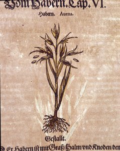 Herbarium: havre. Gravering - i "" Kreutterbuch Dess højt lærde og velkendte Mr. D. Petri Andreae Matthioli"" af Pietro Andrea Mattioli (Matthiole) af Pietro Andrea Mattioli