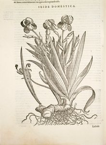 Iris (Domestic iris), gravering af Pier Andrea Mattioli