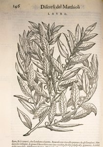 Laurel (Laurus), gravering af Pier Andrea Mattioli