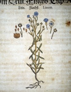 Lin eller Linum - I ""Herbarium Mattioli"". af Pietro Andrea Mattioli