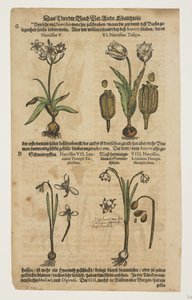 Narcissus, fra Commentarii in Sex Libros Pedacii Dioscoridis af Pietro Andrea Mattioli