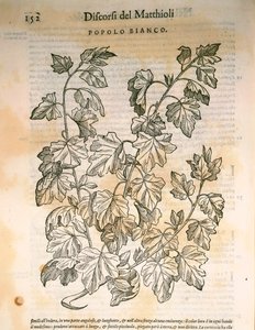 Poppel (Populus), gravering af Pier Andrea Mattioli