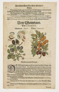 Svesker, Von Pflaumbaum, fra Commentarii in Sex Libros Pedacii Dioscoridis af Pietro Andrea Mattioli