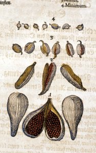 Kardemommen. Gravering - i "" Kreutterbuch Dess højt lærde og velkendte Mr. D. Petri Andreae Matthioli"" af Pietro Andrea Mattioli (Matthiole) (1500-1577). Frankfurt af Pietro Andrea Mattioli