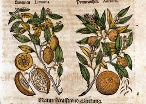 Citrusen. Appelsin og citrontræ. Gravering - i "" Kreutterbuch dess højt lærde og velkendte Mr. D. Petri Andreae Matthioli"" af Pietro Andrea Mattioli (Matthiole) (1500-1577). Frankfurt