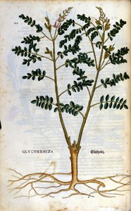 Lakridsen. Gravering - i "" Kreutterbuch dess højt lærde og velkendte Mr. D. Petri Andreae Matthioli"" af Pietro Andrea Mattioli (Matthiole) (1500-1577). Frankfurt af Pietro Andrea Mattioli