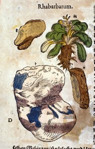 Rabarberne. Gravering - i "" Kreutterbuch dess højt lærde og velkendte Mr. D. Petri Andreae Matthioli"" af Pietro Andrea Mattioli (Matthiole) (1500-1577). Frankfurt af Pietro Andrea Mattioli