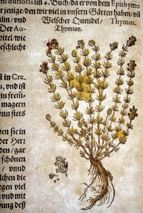 Timian (Thymus) - I ""Herbarium Mattioli""".