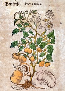 tomat. Gravering - i "" Kreutterbuch Dess højt lærde og velkendte Mr. D. Petri Andreae Matthioli"" af Pietro Andrea Mattioli (Matthiole) (1500-1577). Frankfurt