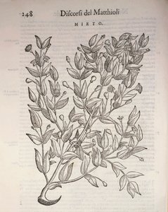 Ægte myrte (Myrtus communis), gravering af Pier Andrea Mattioli