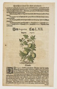 Von Angurien, fra Commentarii in Sex Libros Pedacii Dioscoridis af Pietro Andrea Mattioli