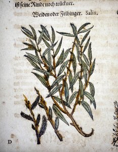 Willow Branch - I "" Herbarium mattioli"" af Pietro Andrea Mattioli