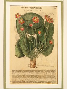 Gul åkande (Nymphaea lutea), farvet gravering af Pietro Andrea Mattioli