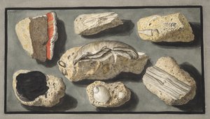 Eksemplarer af Tufa fundet i og omkring Herculaneum, Plade XXXXV, fra 