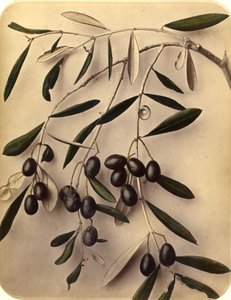 Oliven, 1870
