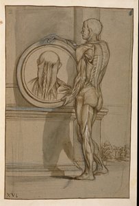 Ms Hunter 653 Plade XVI, anatomisk tegning, ca. 1610 (blyant og kridt på papir) af Pietro da Cortona