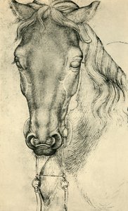 Hoved af en hest, c1420-1455, 1943. af Antonio Pisanello