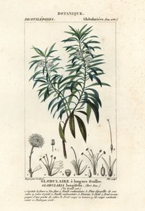 Globus daisy, Globularia salicina af Plee Plee