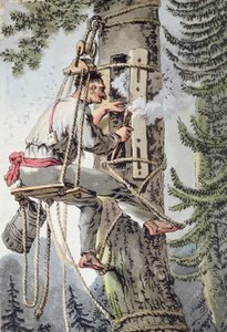 Bonde fra Podlaskie-provinsen i Polen samler honning, tidligt i det 19. århundrede (farve litho) af Polish School
