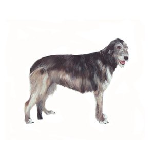 Irish Wolfhound, 2011 (akvarel og gouache på papir)