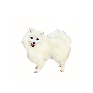 Japanese Spitz, 2011 (akvarel og gouache på papir) af Polly Horner