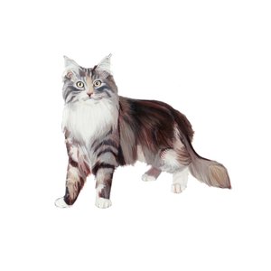 Marine Coon Cat, 2014 (akvarel og gouache på papir)