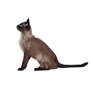 Tonkinese, 2014 (akvarel og gouache på papir)