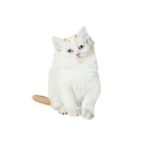 Turkish Van kitten, 2014 (akvarel og gouache på papir)
