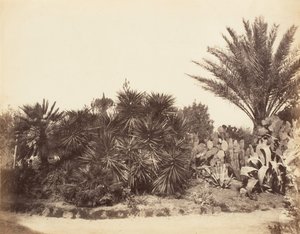 Pincian Garden, Rom, 1853-56. af Possibly by Jane Martha St. John.
