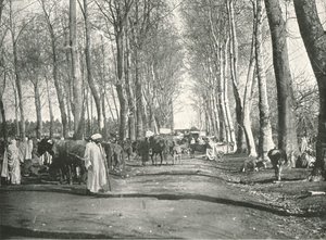 Arabisk messe og marked, Boufarik, Algeriet, 1895.