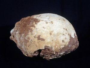 Æg tilskrevet Hypselosaurus Priscus: stor dinosaur (ca. 12 m) planteæder fra det sene kridttid (-65 millioner år) fundet i Provence. Naturhistorisk museum i Aix en Provence. af Prehistoric Prehistoric