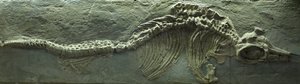 Ichthyosaur-fossil, Jura (Lias)-perioden af Prehistoric Prehistoric