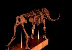 Forhistorie, dinosaur: mammutskelet, Paris, naturhistorisk museum af Prehistoric Prehistoric