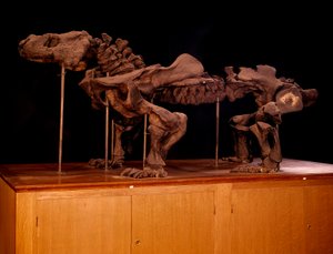 Forhistorie; dinosaurer: skelet af ichthyosaur. Paris, naturhistorisk museum af Prehistoric Prehistoric