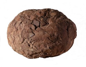 Forhistorie: dinosauræg fundet i Provence. Mesozoikum æra, jura periode. af Prehistoric Prehistoric