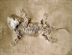 Forhistorie: fossiler af Seymouria Biolorensis amfibiekrybdyr fra Texas i USA. Perm periode. Civic Museum of Natural History, Milano af Prehistoric Prehistoric