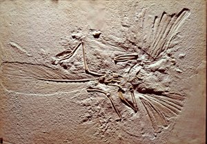 Forhistorie: fossil af fuglen Archaeopteryx (archeopteryx) Lithographica fra stedet Solnhofen (Tyskland). Superior Jurassic. Museo civico di Storia Nature, Milano af Prehistoric Prehistoric