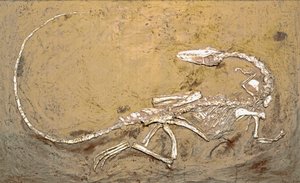 Forhistorie: fossil af dinosauren Coelophysis. Periode af Øvre Trias. Museo civico di Storia Nature, Milano af Prehistoric Prehistoric