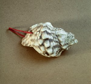 Forhistorie: skal af Triton nodifer gennemboret, brugt som en fløjte fra Necropole of Arene Candide (Finale Liguria), Liguria. Mellemneolitikum, stenalder. Gener, museo di archeologia ligure af Prehistoric Prehistoric