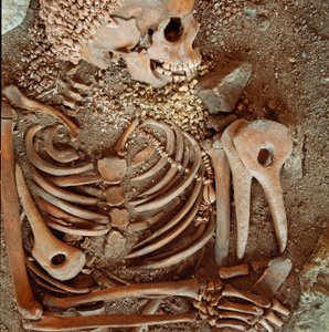 Forhistorie: skelet og begravelsesbukser af teenagere sagt om den unge prins fra hulen Arene Candide (Finale Ligure): halskæde af skaller, hjortehorn og flint. Stenalder, øvre palæolitikum. Gener, Museo di archeologia Ligure af Prehistoric Prehistoric