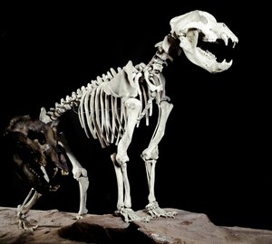 Forhistorie: skelet af hulebjørnen (Ursus spelaeus) fra Caves del Bandito a Roaschia i Italien. Periode af Pleistocæn. Museo civico di Storia Nature, Milano af Prehistoric Prehistoric