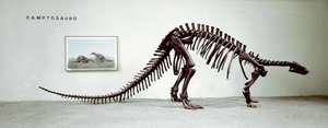 Forhistorie: skelet af camptosaurus-dinosauren (Camptosaurus Brown). Periode af Superior Jurassic. Museo civico di Storia Nature, Milano af Prehistoric Prehistoric